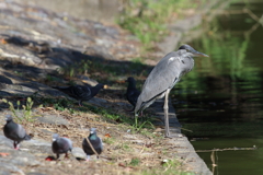 10月3日 明石公園 １