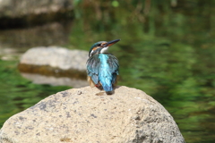 8月4日 夙川河川敷公園 ３