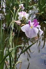 6月6日 須磨離宮公園 19