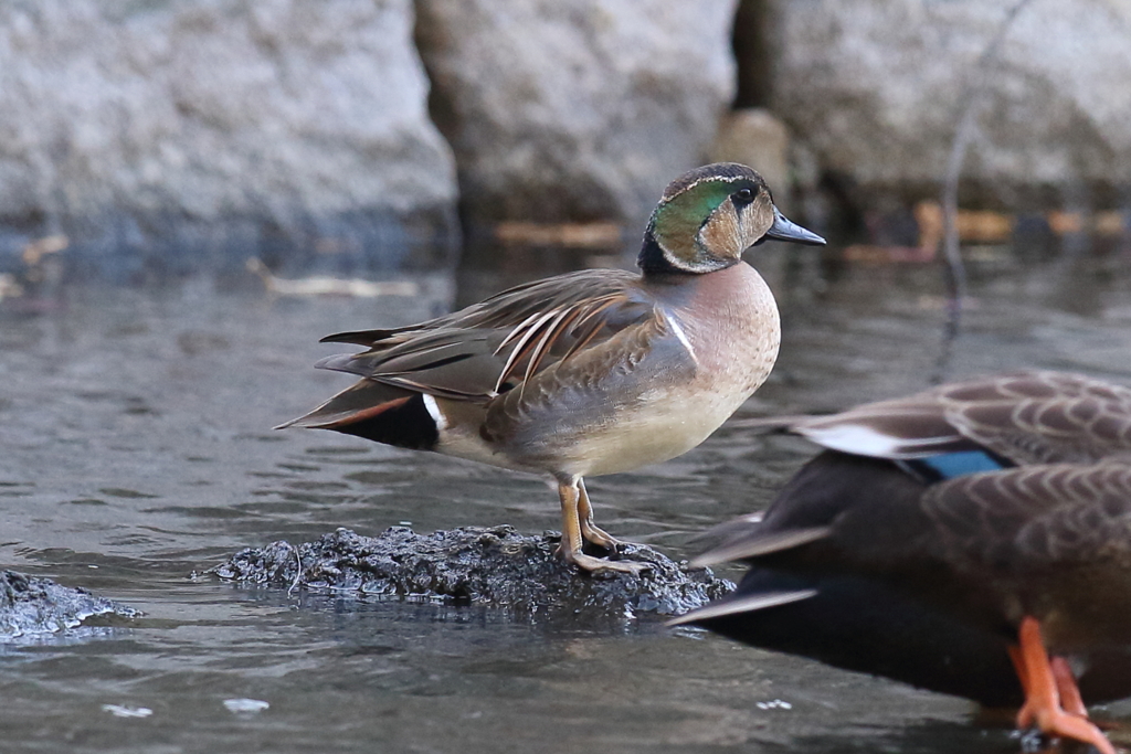 11月27日 明石公園 13