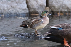 11月27日 明石公園 13
