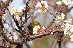 2月20日 須磨離宮公園 35