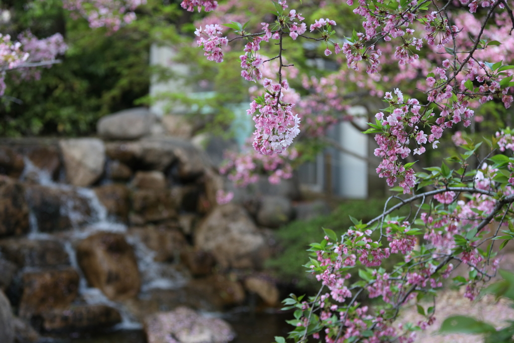 4月3日 岡本南公園 ７