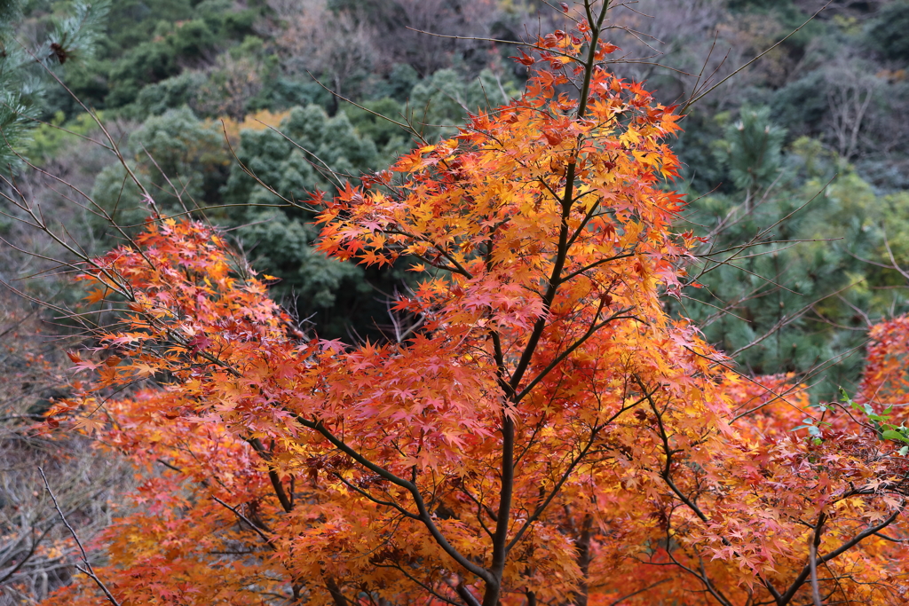 12月7日 布引の滝 26