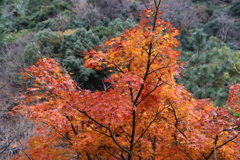 12月7日 布引の滝 26