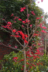 12月15日 布引ハーブ園 29