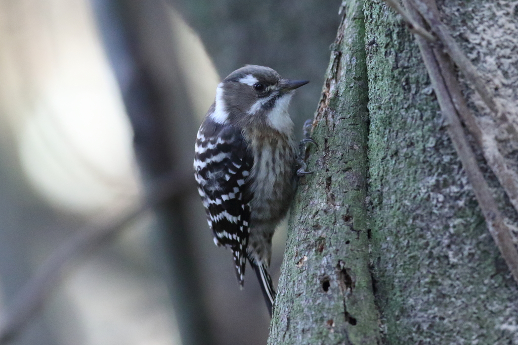 12月18日 明石公園 16