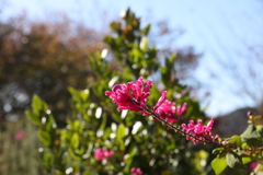 11月14日 布引ハーブ園 １