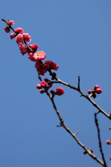 3月5日 岡本公園 ７