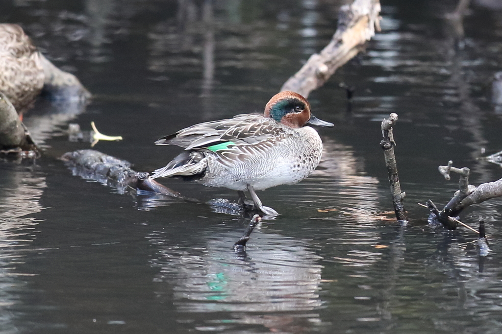 12月18日 明石公園 15