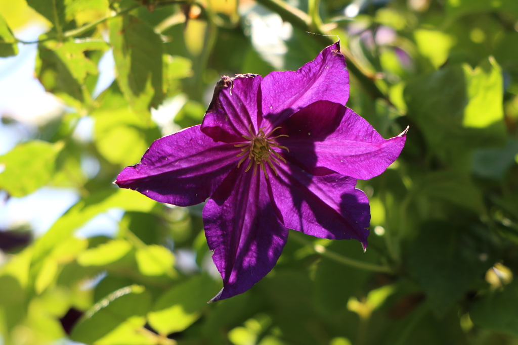 6月9日 布引ハーブ園 14