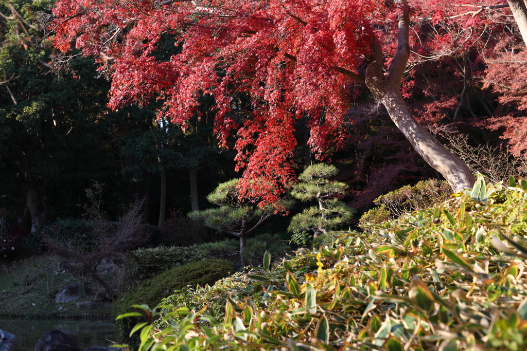 12月6日 須磨離宮公園 12