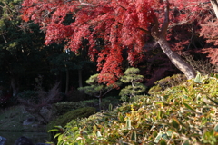 12月6日 須磨離宮公園 12