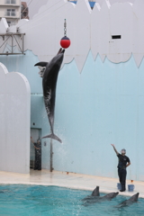 6月11日 須磨海浜水族園 24