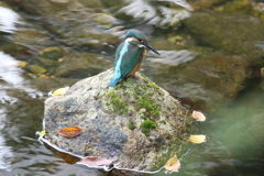 10月23日 夙川河川敷公園 14