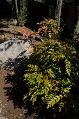3月5日 岡本公園 １