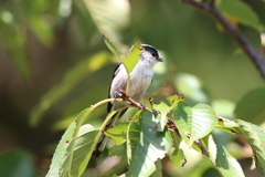 9月25日 明石公園 16
