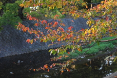 11月2日 夙川河川敷緑地 10