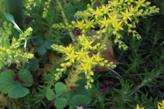 4月29日 散歩 10