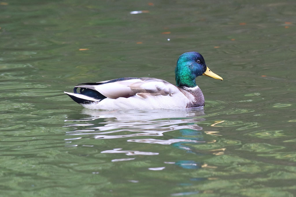 10月30日 明石公園 18