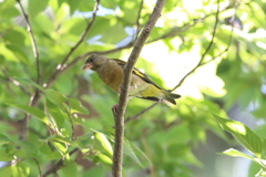 8月11日 夙川河川敷公園 １