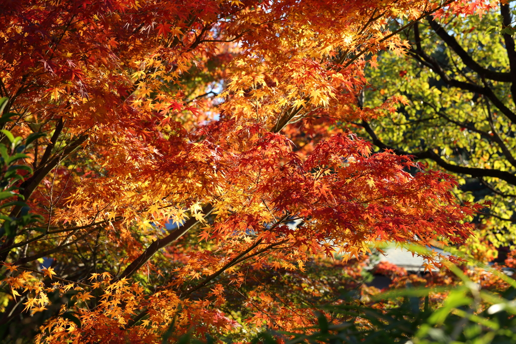 11月24日 相楽園 39
