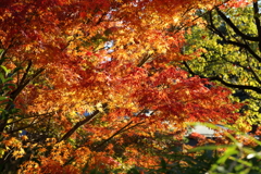 11月24日 相楽園 39