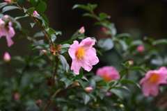 11月17日 明石公園 24