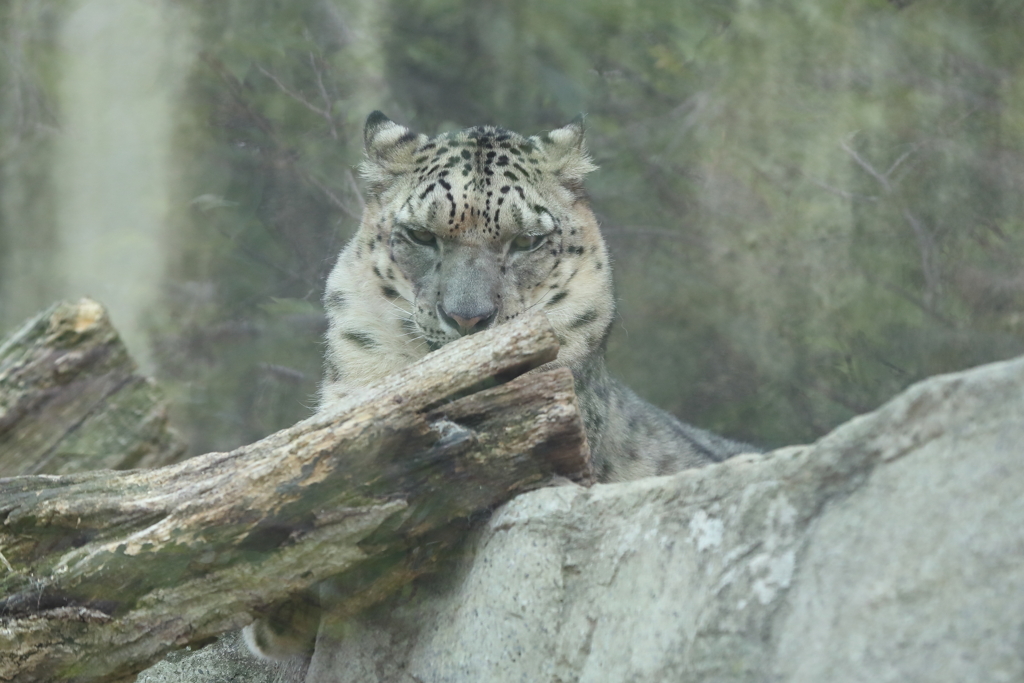 6月16日 王子動物園 46