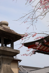 3月28日 京都 ７