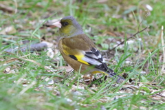 3月5日 明石公園 11