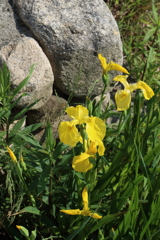 4月30日 散歩 １