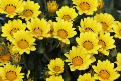 4月25日 散歩 34