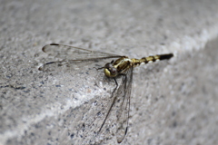 USJ風景 71 USJ風景 71