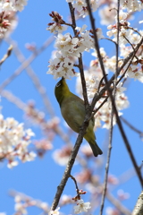 3月19日 万博記念公園 14
