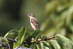9月25日 明石公園 ８