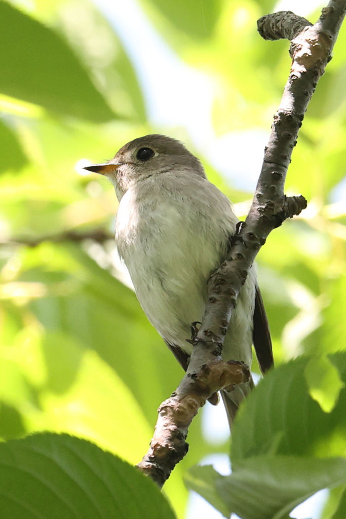 5月6日 明石公園 14