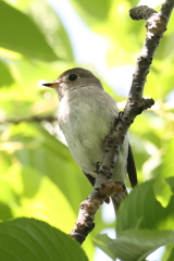 5月6日 明石公園 14