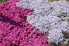 4月9日 散歩 ５