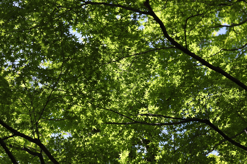 5月23日 相楽園 52