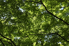 5月23日 相楽園 52