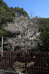 3月12日 箕面公園 ３
