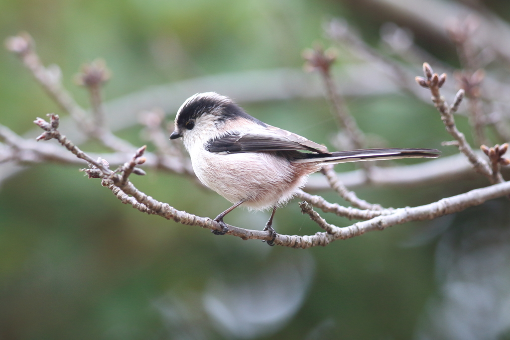 11月17日 明石公園 14