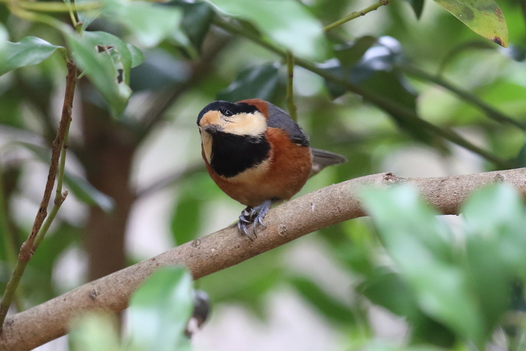 12月5日 明石公園 ５