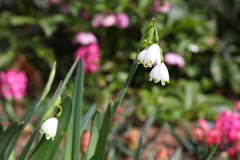 3月20日 布引ハーブ園 ５