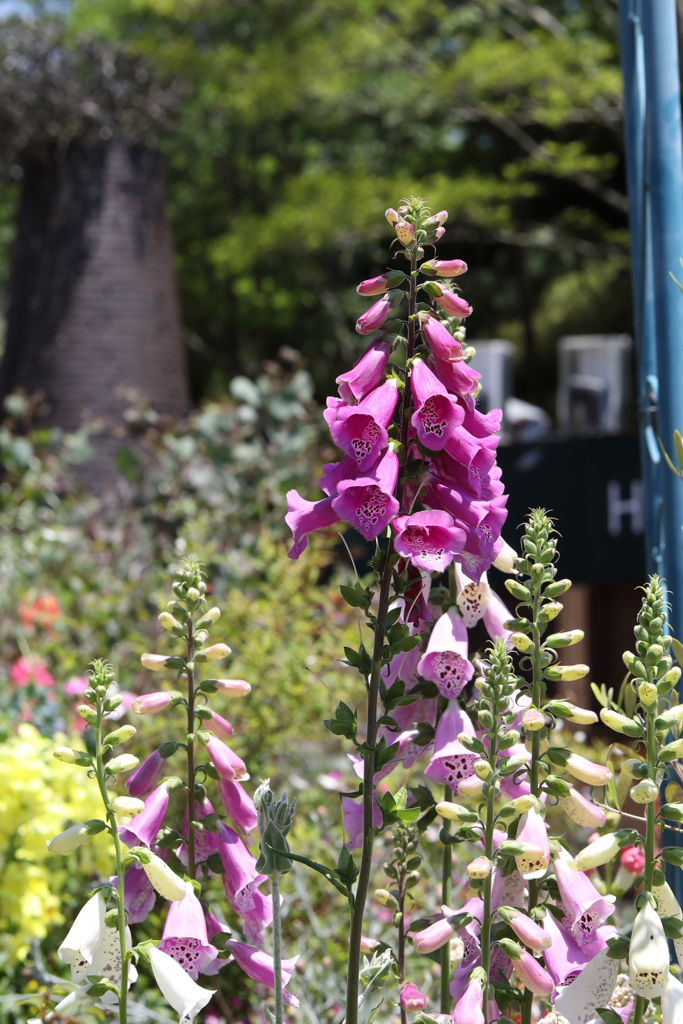 5月28日 布引ハーブ園 25
