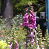5月28日 布引ハーブ園 25