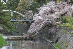 4月3日 夙川 13