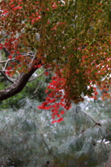 12月7日 布引ハーブ園 20