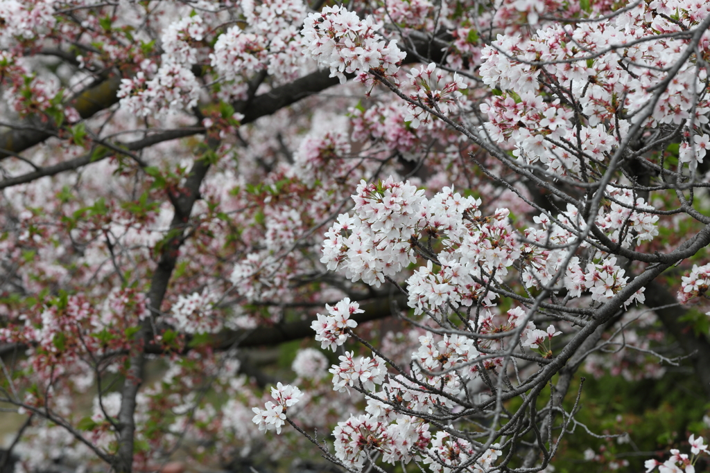 4月3日 夙川 １
